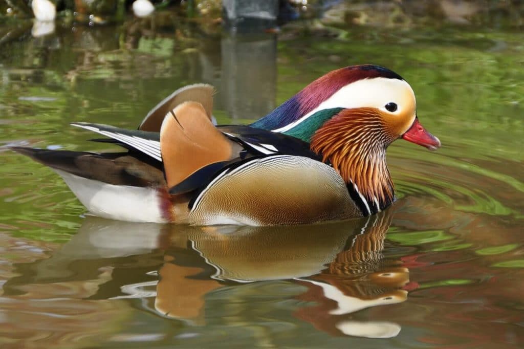 15-tips-to-attract-love-using-feng-shui-this-2019-mandarin-ducks