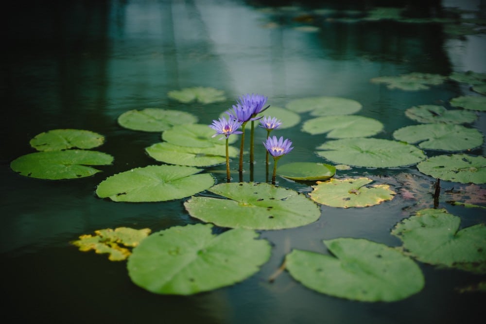 A beautiful water lily flower